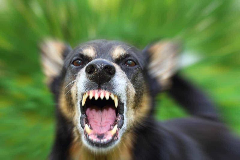 dallas dog bite attorney