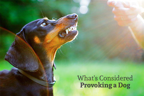 what is a provoked dog bite