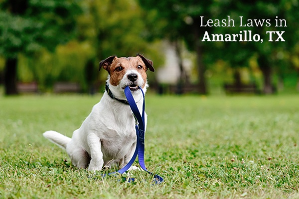 A dog is holding his leash in the middle of a grassy park, with the words, leash laws in Amarillo, Texas.