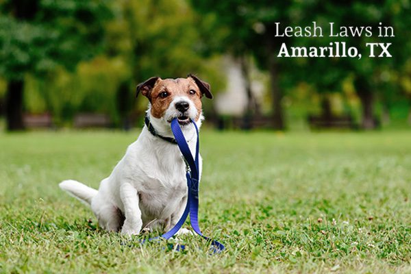 Leash Laws in Amarillo, Texas | Hernandez Law Group, . Leash Laws in Amarillo, Texas | Hernandez Law Group, .