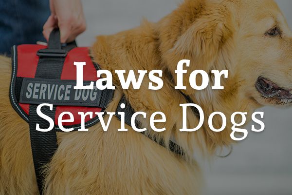 Service Dog Laws in Texas | Hernandez Law Group, . Service Dog Laws in Texas | Hernandez Law Group, .