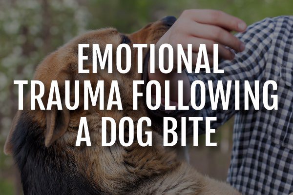 A dog biting a person