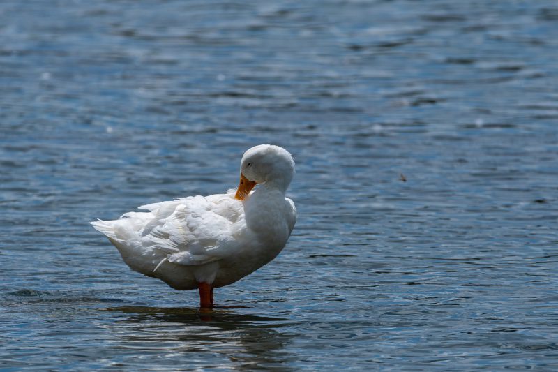 A duck pruning itself outside of the Bedford Welcome Center.